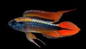 Apistogramma agassizii Double red7